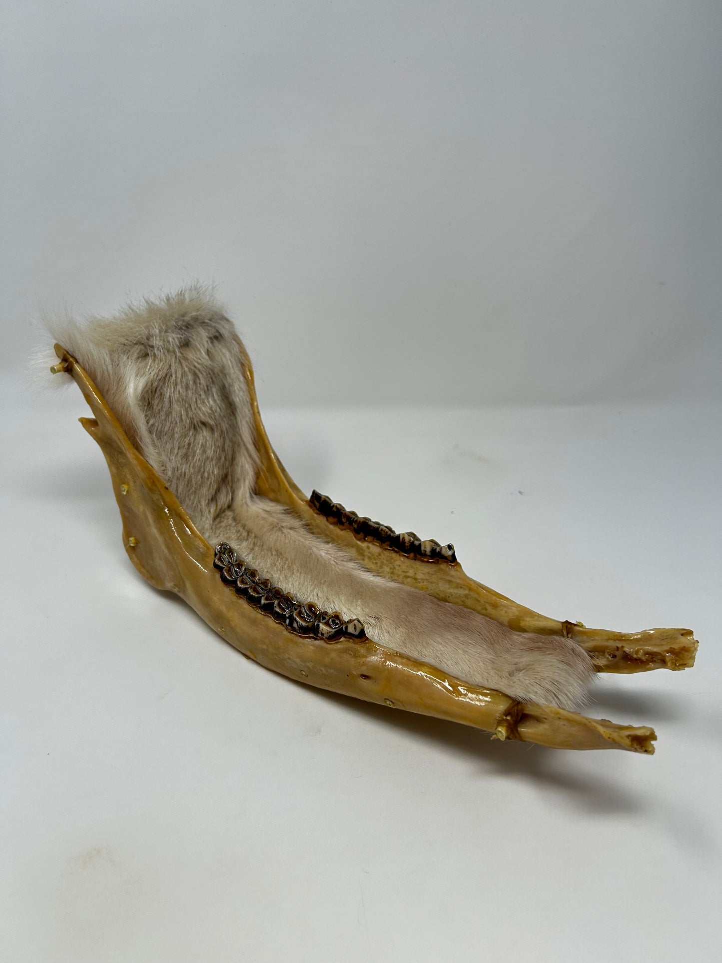 Caribou Jawbone Sleigh
