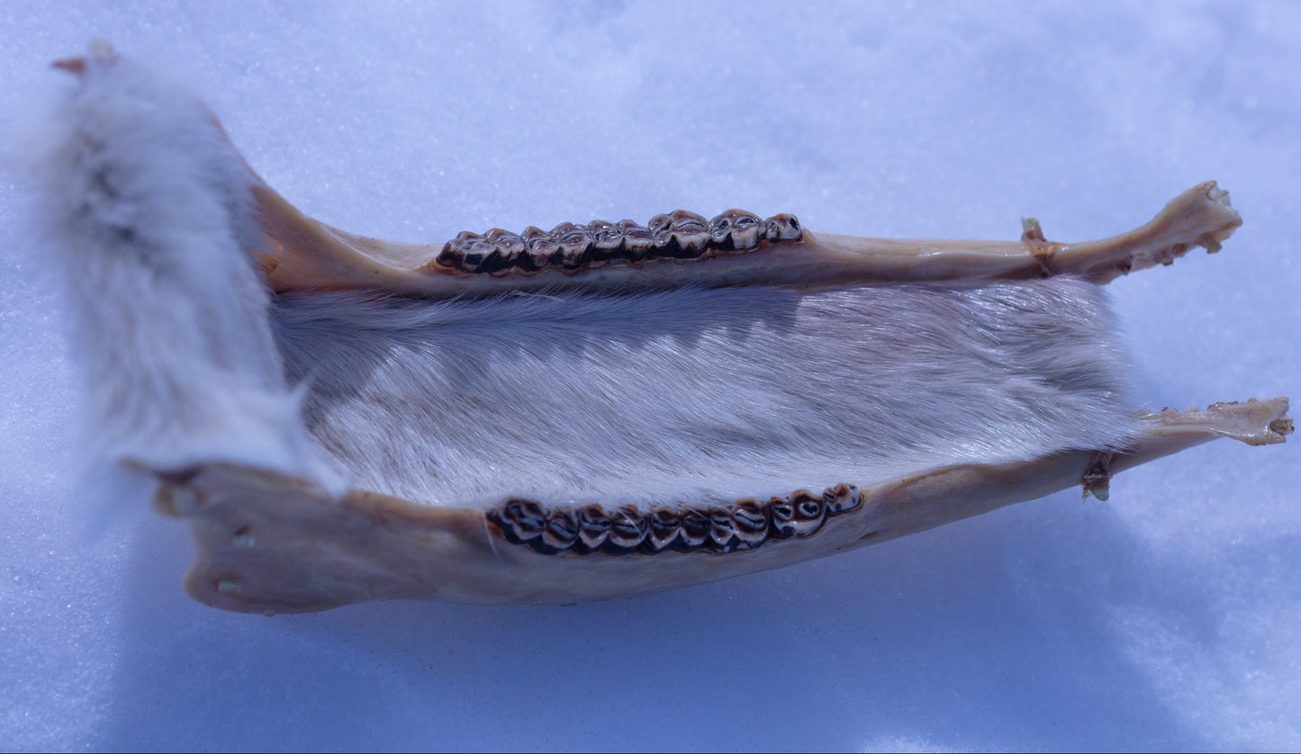Caribou Jawbone Sleigh