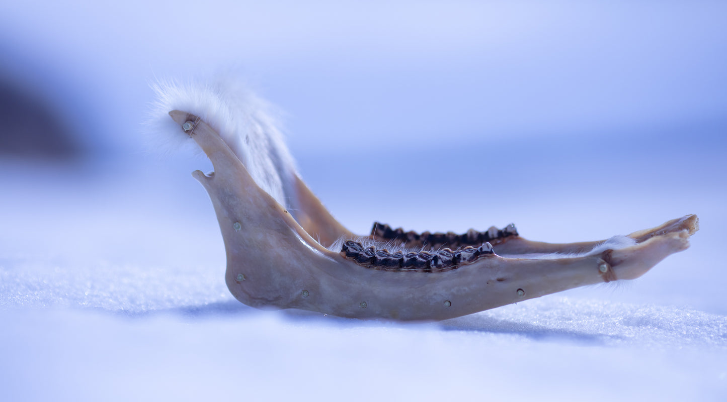 Caribou Jawbone Sleigh